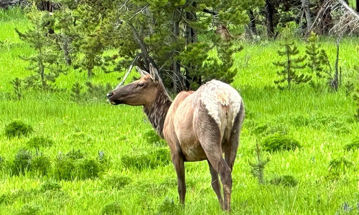 Explore Yellowstone's Full Day Tour with Lunch