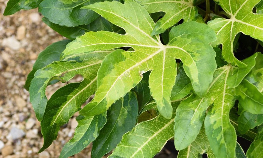 Image 6: Fatsia japonica Camouflage Evergreen Tropical Foliage