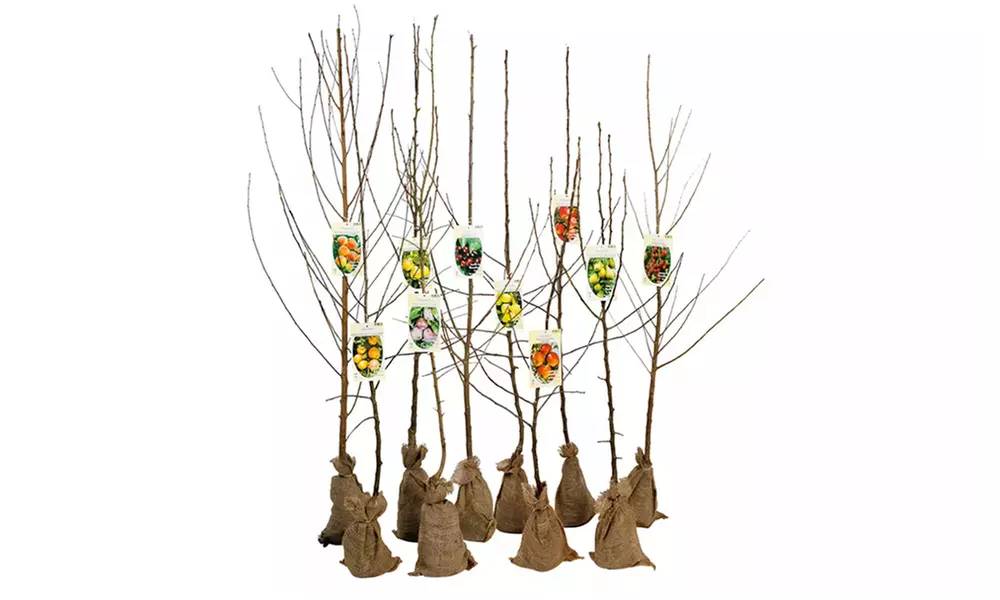 3 o 5 alberi da frutta XXL