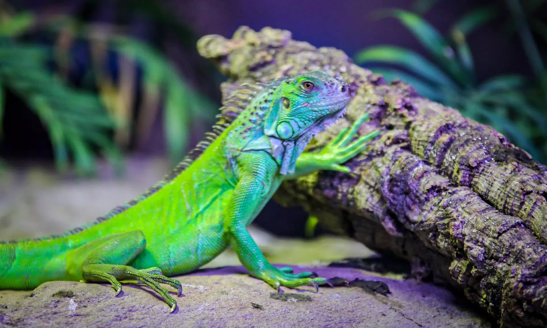 Zobacz z bliska egzotyczne rośliny i zwierzęta: bilety do Egzotarium