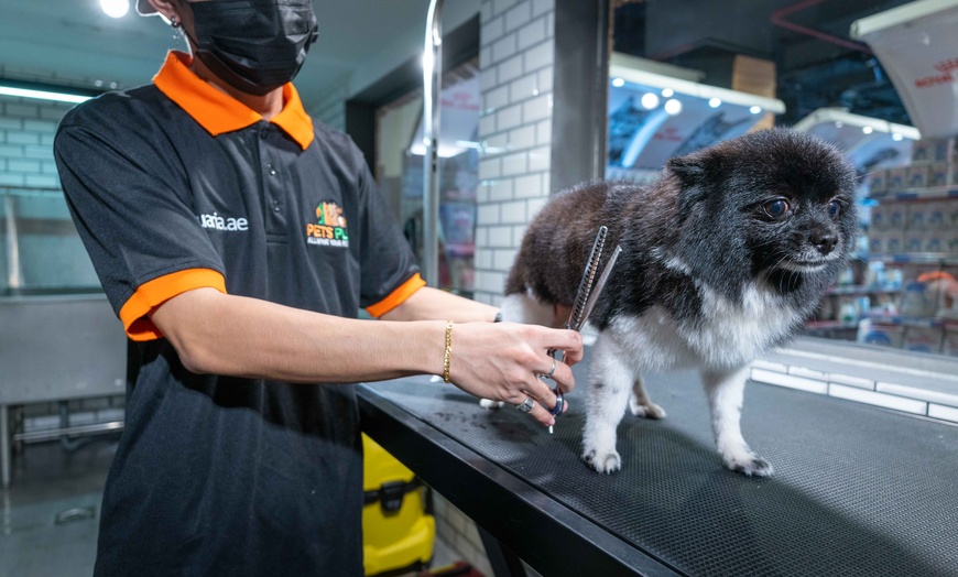 Image 5: Dog or Cat Grooming Session