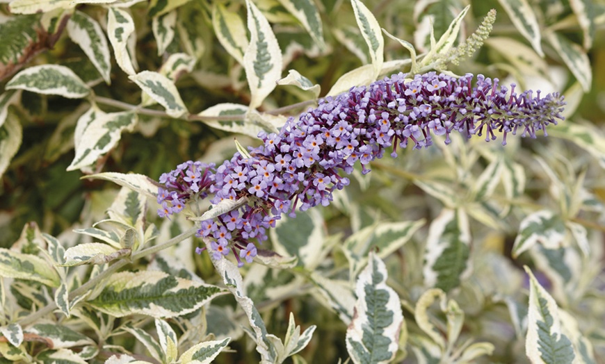 Image 1: Buddleia Butterfly Gold Plant