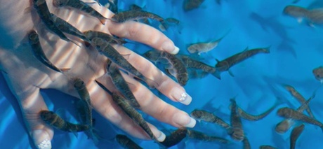 Fish manucure de 30 min avec manucure et pose de vernis simple ou semi permanent solo ou en duo dès 29,99 € à Jova Nails