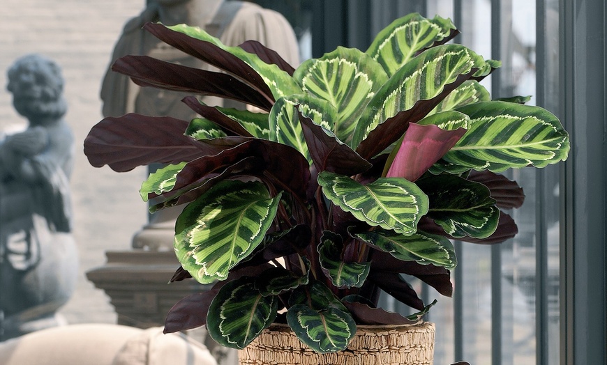 Image 12: Planta Calathea