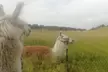2 Std. Alpaka-Parcouring auf der Weide für bis zu 5 Personen bei Hochmoor Lamatrekking (bis zu 33% sparen) - Second Medium