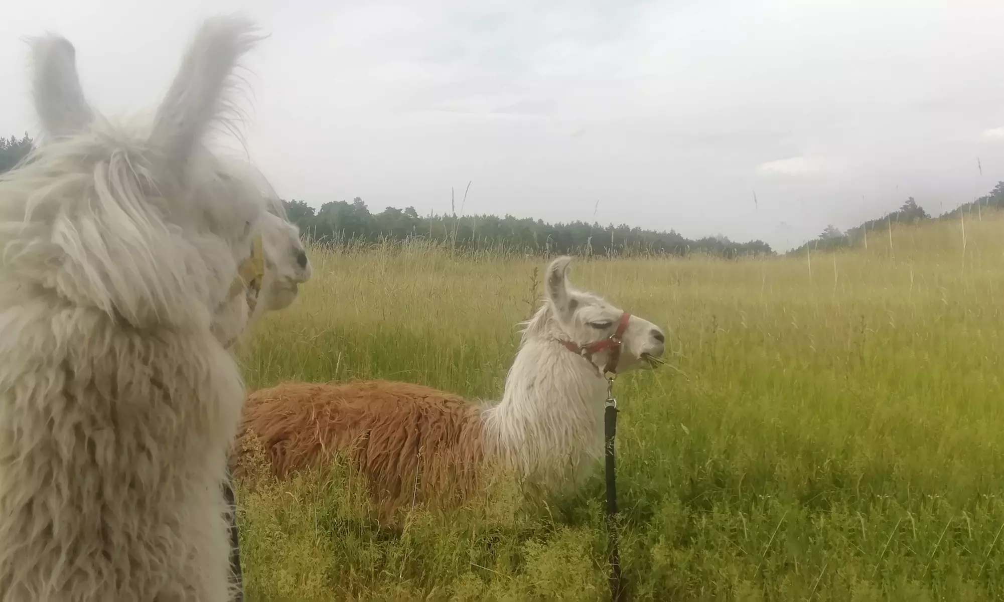 Alpaka-Parcouring auf der Weide