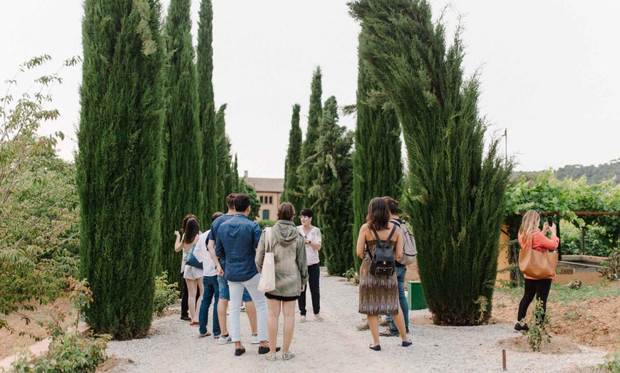 Image 6: Cata de vinos y paseo por el viñedo de Can Roda Bodega