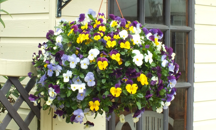 Image 4: Two Pre-Planted Viola Hanging Baskets