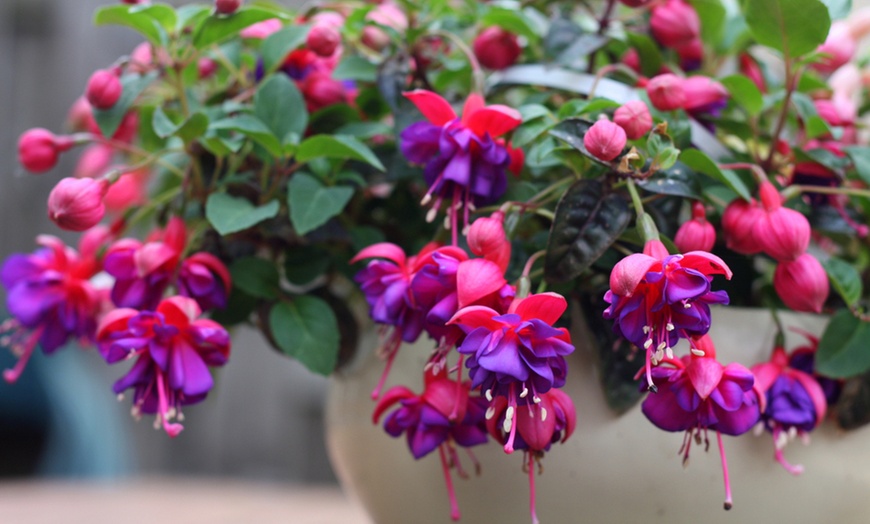 Image 2: Garden Ready Trailing Fuchsia