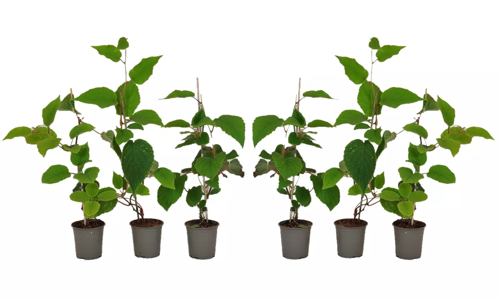 3x oder 6x Kiwi-Pflanze „Jenny"