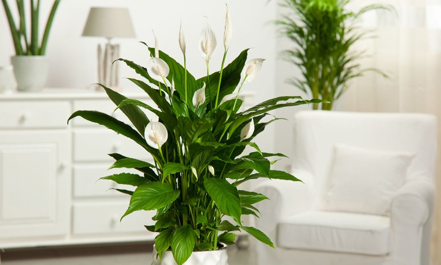 Image 4: Ensemble de 2 plantes Spathiphyllum 'Peace lily' en cuillère