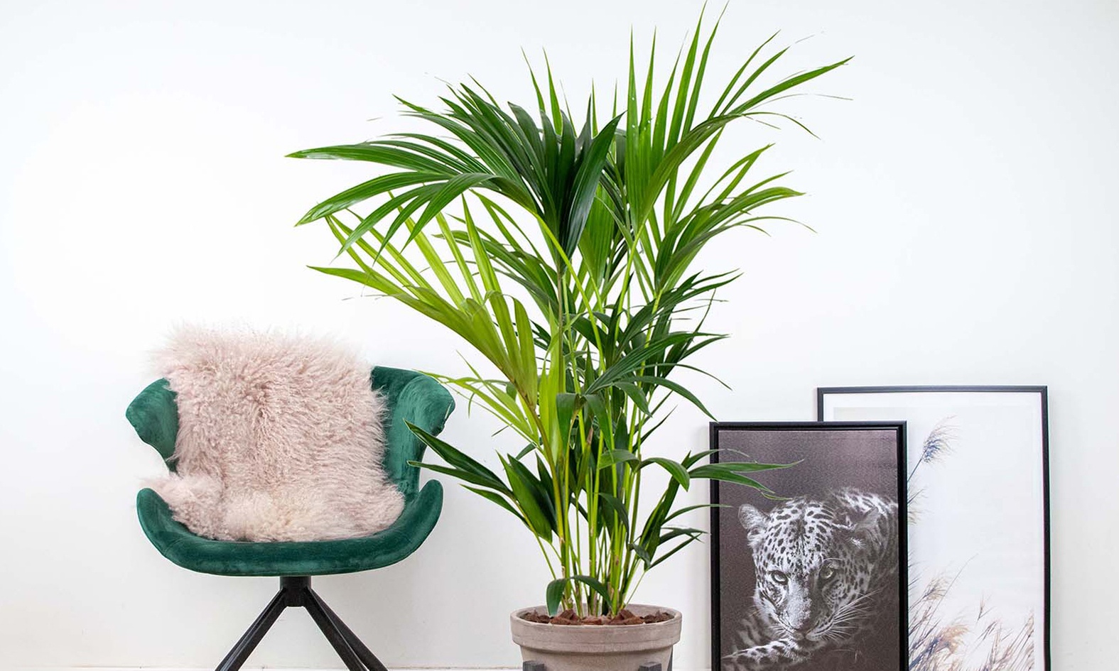 1x oder 2x luftreinigende Kentia-Palme (Howea Forsteriana)