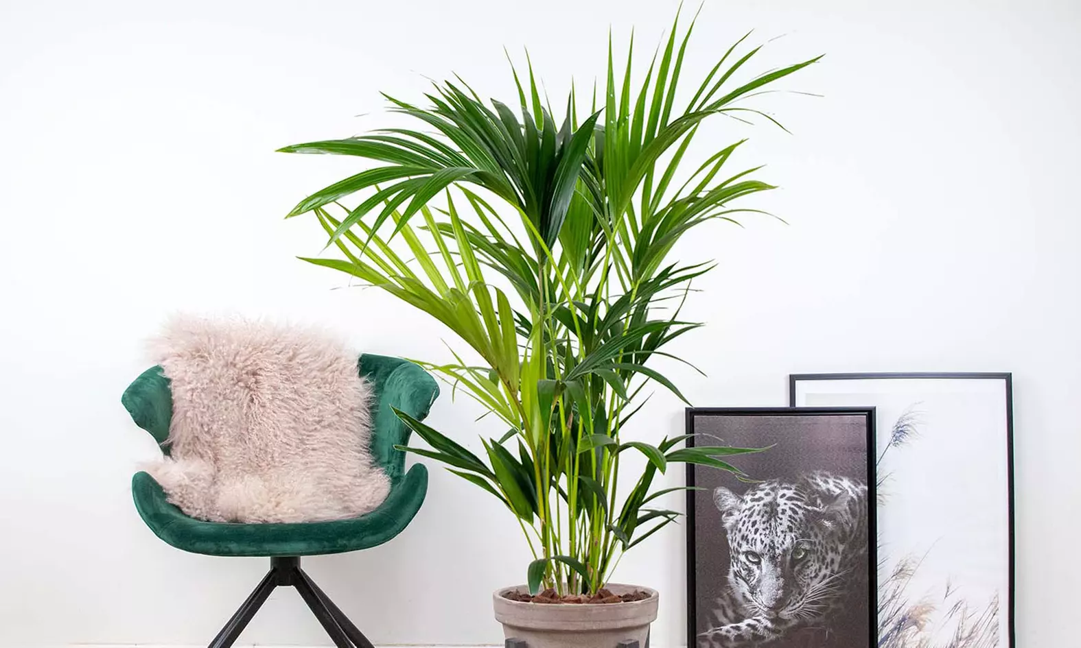 1x oder 2x luftreinigende Kentia-Palme (Howea Forsteriana)