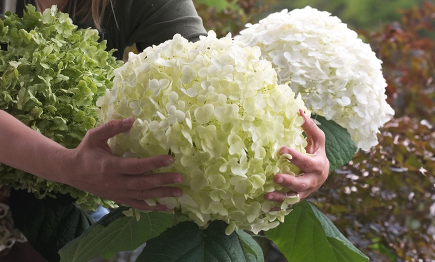 Image 7: 1, 2 ou 3 plants d'hydrangea "Strong Annabelle"