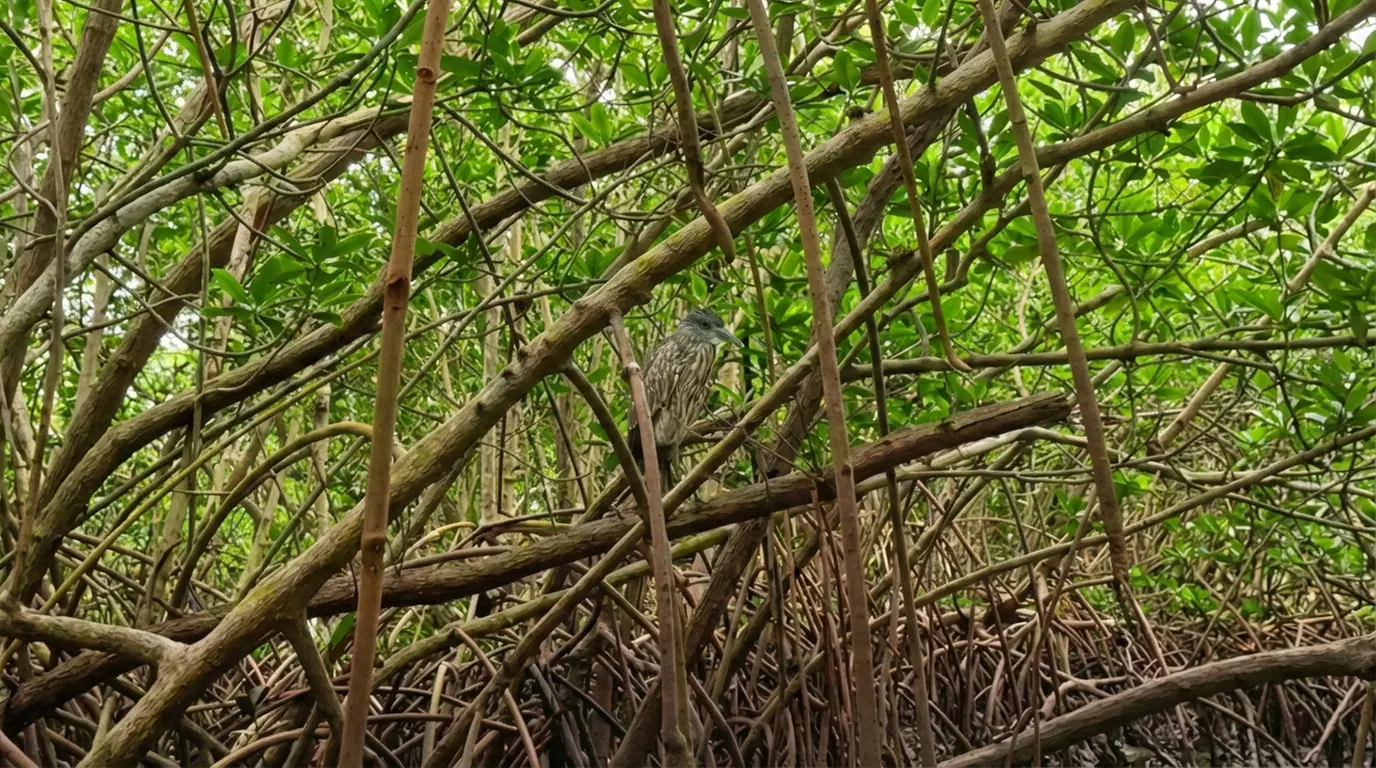 Explore Clam Bayou with a 2 hr Clear Kayak Solo or Tandem Adventure