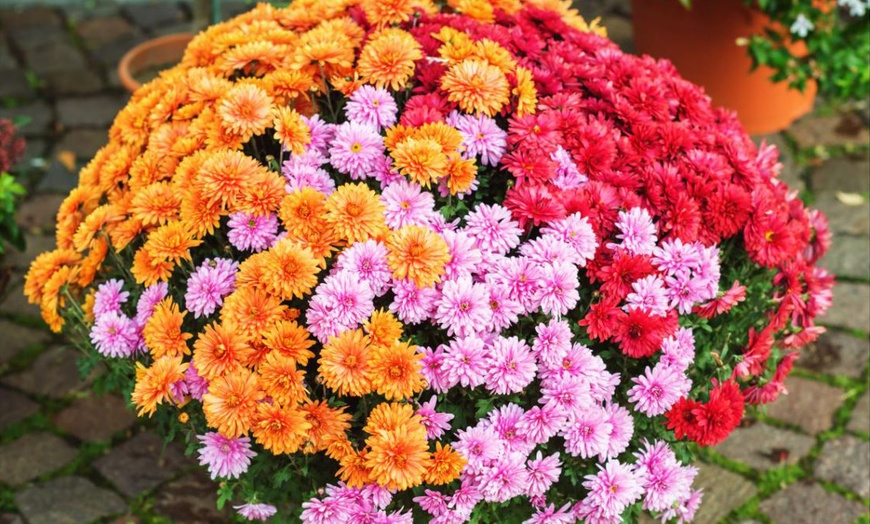 Image 2: Chrysanthemum Hardy Patio Improved Variety - 6, 12 or 18 Plants