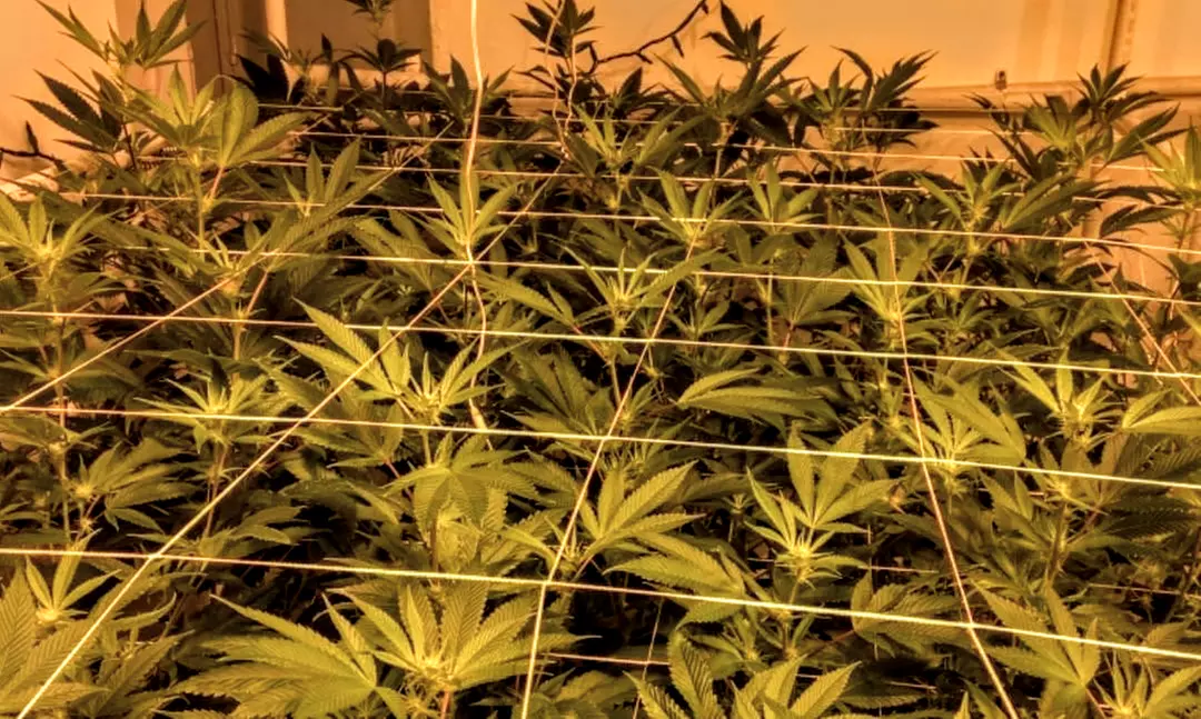 Cannabis Tour for One, Two, or Four with Weed Bus LA (Up to 50% Off) - Primary Image