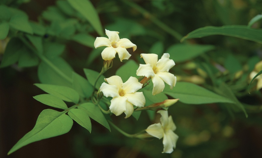 Image 5: 5 or 10 Scented Climber Collection Plants