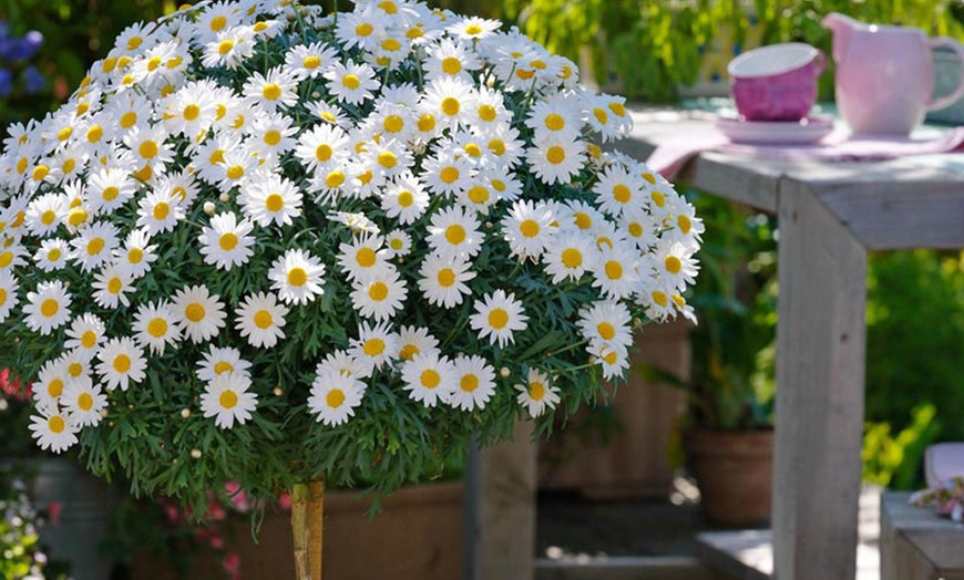 Image 2: Marguerite Standard 18cm Pot