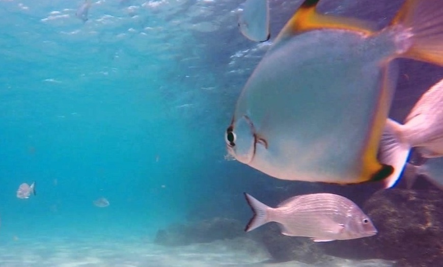 Image 4: Half Day Snorkelling Cruise