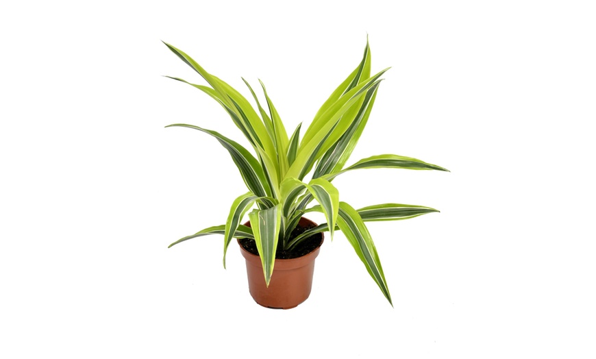 Image 5: Lote de 4 drácenas de variedades "Lemon Lime" y "Compacta" de Gardenzo