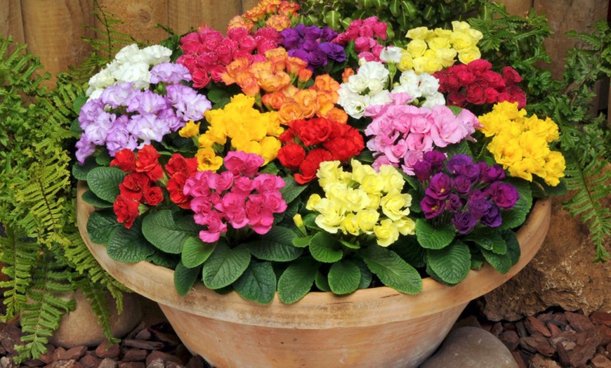 Image 10: Winter Flowering Primrose Mix - 24, 48 or 72 Plug Plants
