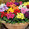 Image 10: Winter Flowering Primrose Mix - 24, 48 or 72 Plug Plants