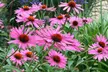 Echinacea 'Nectar Pink' - 12 or 24 Plants - Image 4
