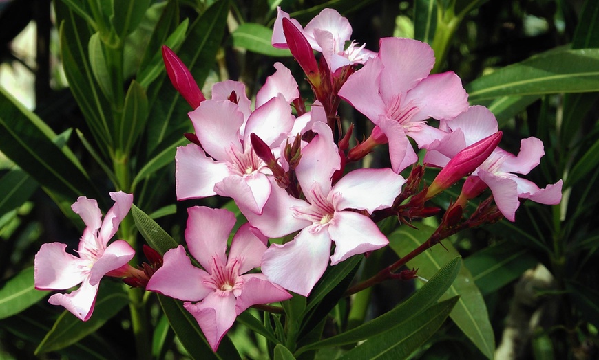 Image 3: Set de plantes Oleander