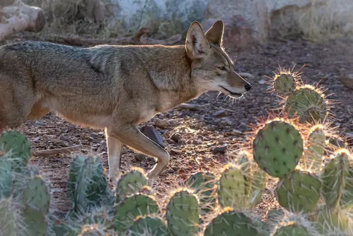 Phoenix Zoo Admission Deals & Discounts