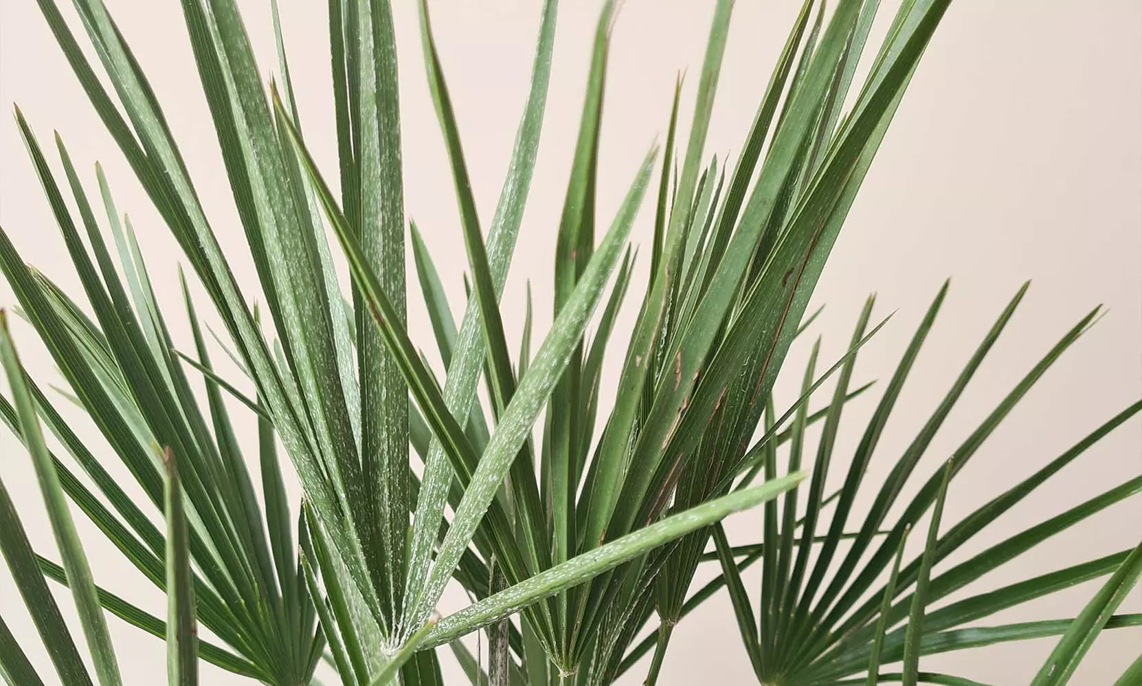 Palmier nain européen rustique Chamaerops "Humilis"