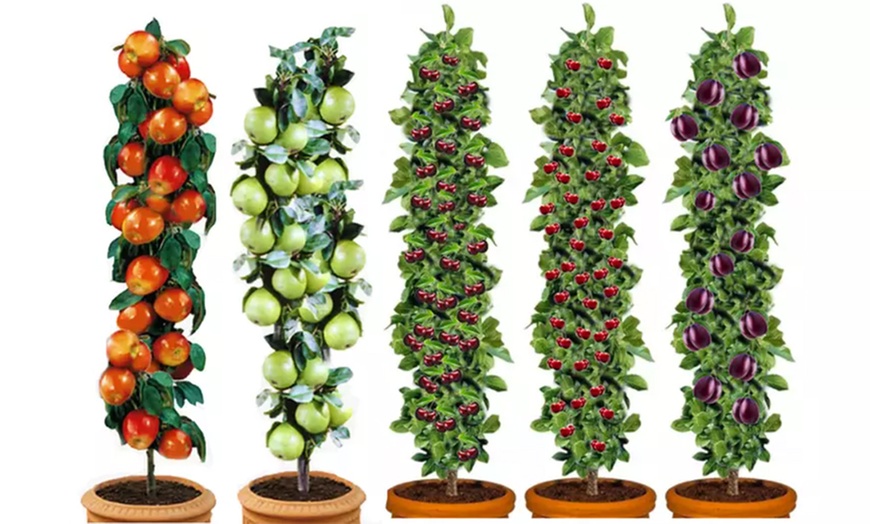 Image 1: 3 o 5 alberi da frutta XXL