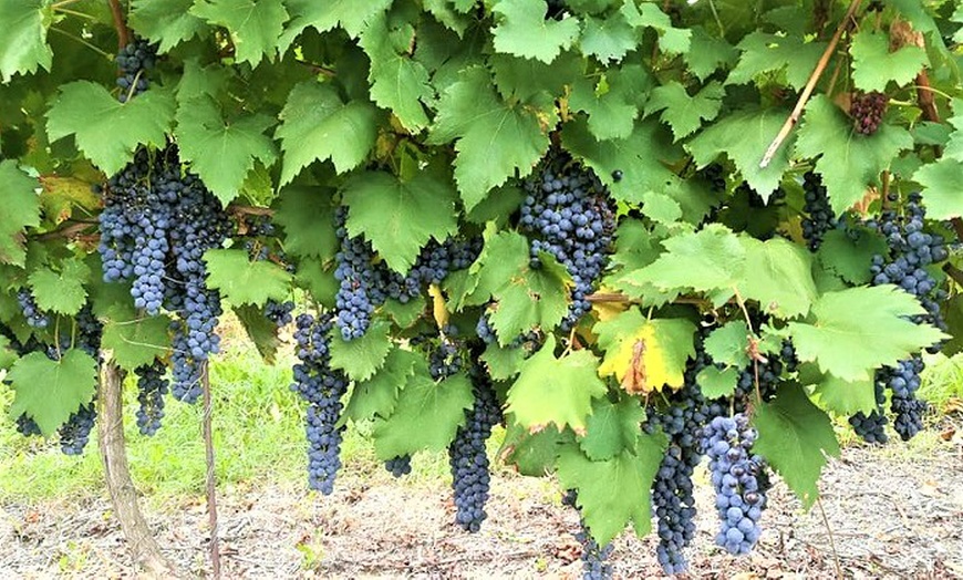 Image 14: Degustazione vini, salumi e formaggi da Azienda agricola Paoletti