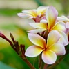 Image 2: 1x oder 2x Plumeria Hawaiien