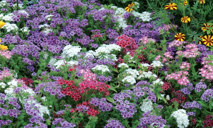 Image 6: Phlox Pop Stars Mixed Plants