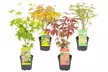 4er-Set Japanische Ahorne „Orange Dream“, „Atropurpureum“, „Butterfly“ oder „Going Green“ - Second Medium