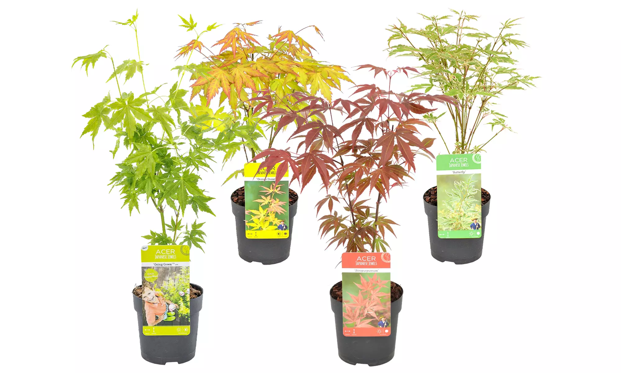 4er-Set Japanische Ahorne