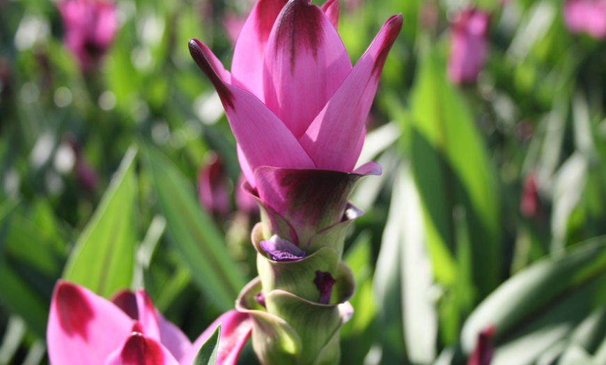 Image 3: 2 ou 4 plantes de Curcuma "Al Siam Splash"