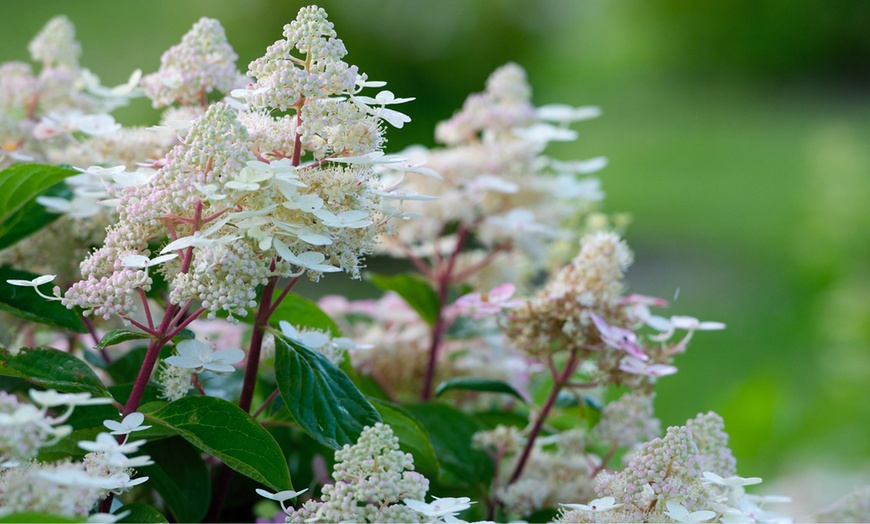 Image 9: 2er-Set Hortensien 'Candlelight', 'Early Harry' oder 'Magic Pillow'