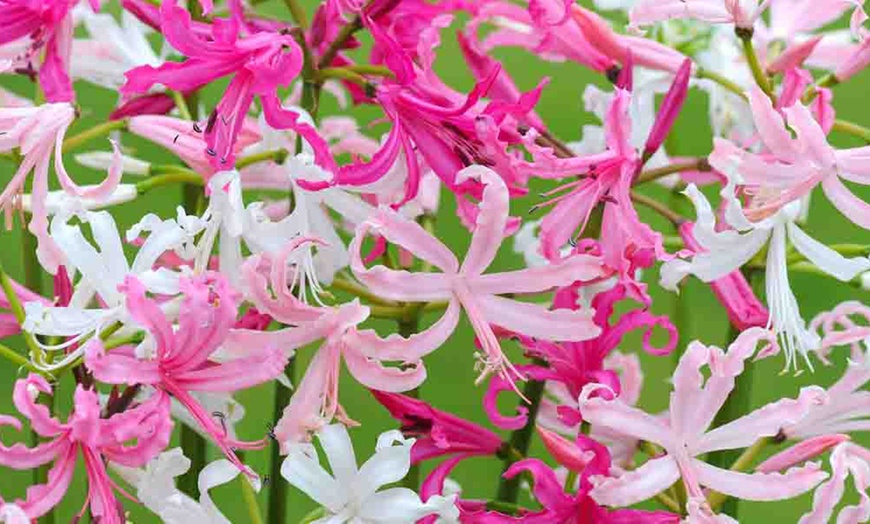 Image 1: Nerine Bowdenii Bulbs