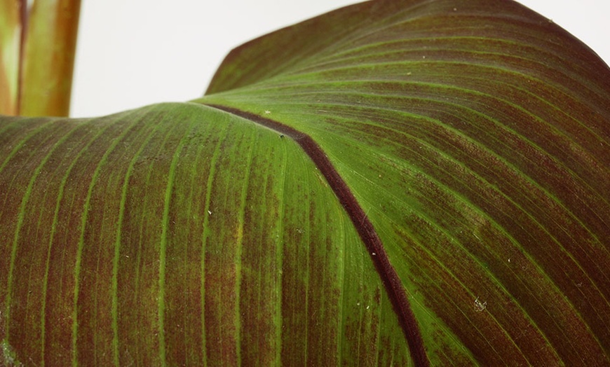 Image 6: Japanse Hardy Banana or Abyssinian Banana Plant in 12cm Pot
