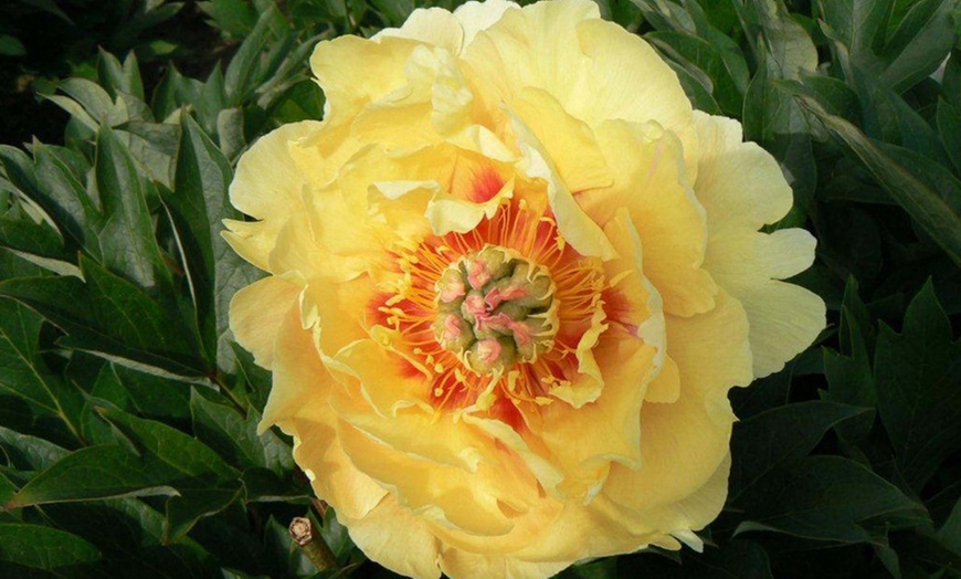 Image 1: Peony Collection Bare Root