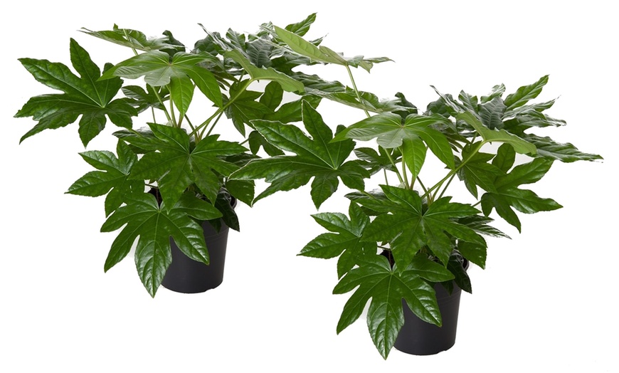 Image 2: Plante "Fatsia Japonica"