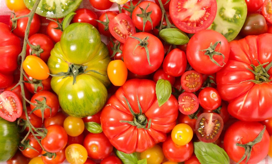 Image 2: Up to 6 Potted Plants or Up to 10 Postiplugs of Mixed Tomato Plants