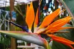 Strelitzia Reginae Birds of Paradise - 25-38 cm, 1-2M, Flores de abril a octubre - Second Medium