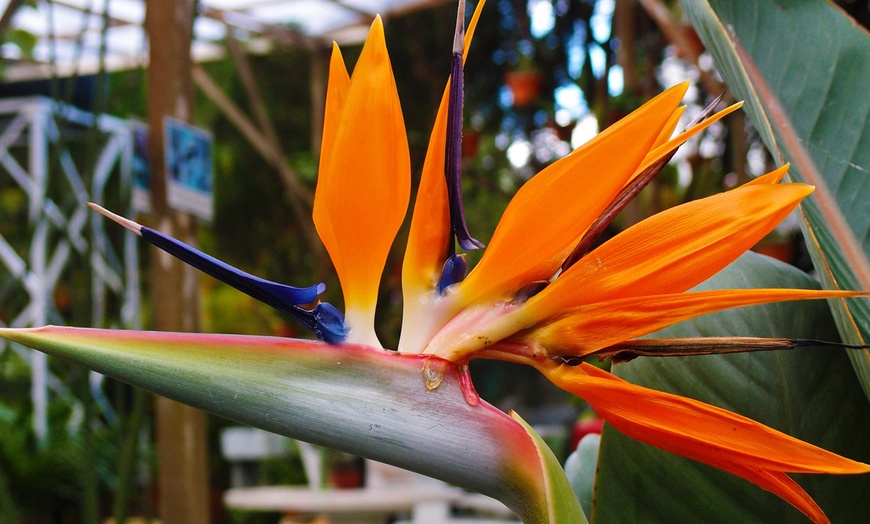 Image 3: 3 plants d'oiseaux de paradis "Strelitzia Reginae"