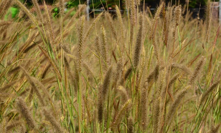 Image 9: Colourful Ornamental Grass Collection - 3, 9 or 15 Plants