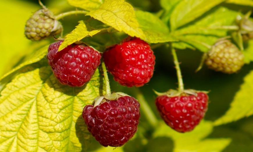 Image 2: Dwarf Raspberry Groovy Plant