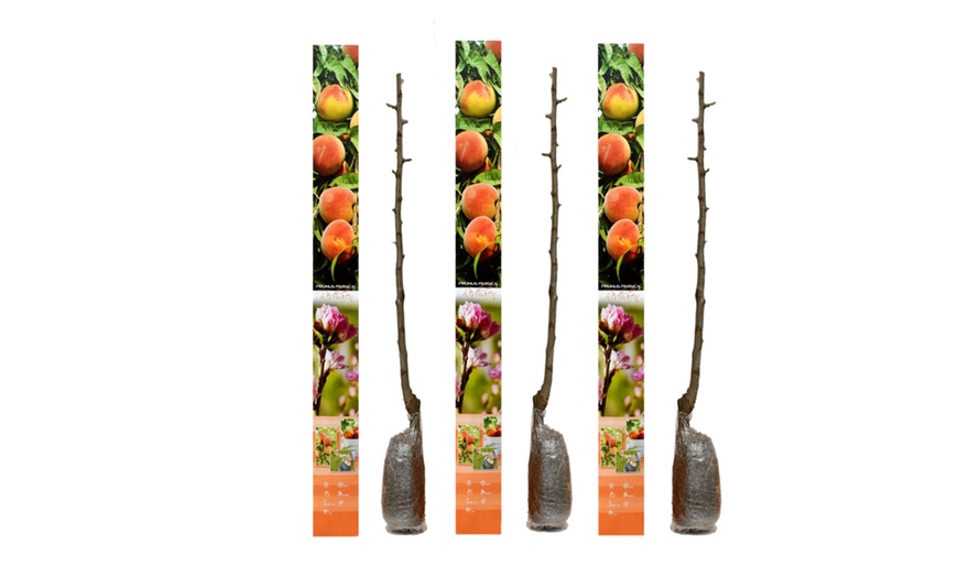 Image 7: Lot de 3, 5 ou 10 arbres fruitiers fuseaux