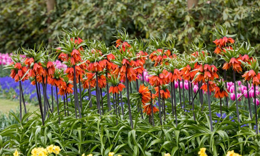 Image 1: Three or Six Fritillaria Imperialis Red Bulbs